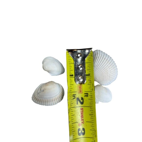 8 oz. Bul Natural Seashells Ocean Small White Clam Shell Crafts - Picture 3 of 5